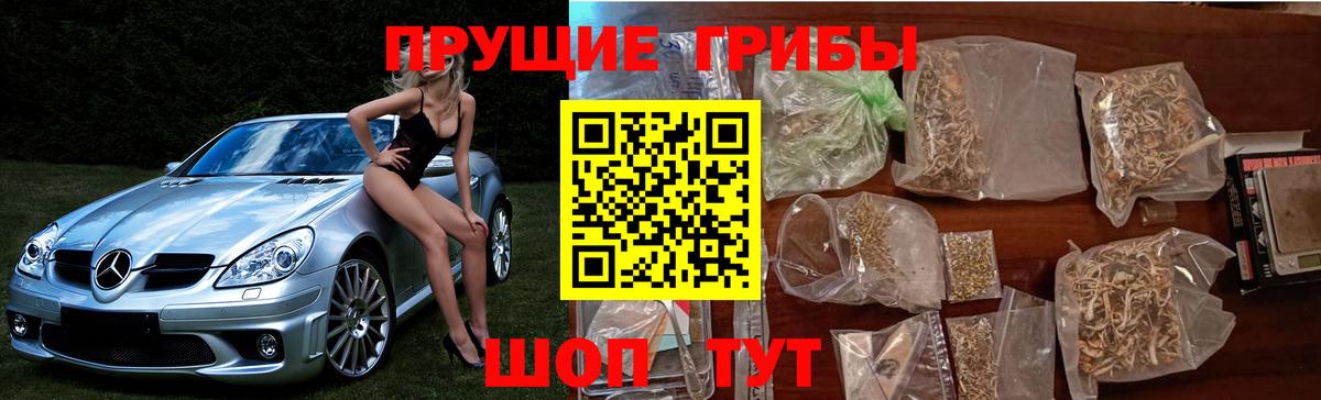 Псилоцибиновые грибы Psilocybe  Галлюциногенные грибы GOLDEN TEACHER  Курганинск 